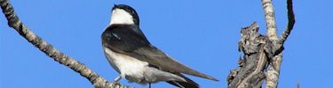 Violet-green swallow